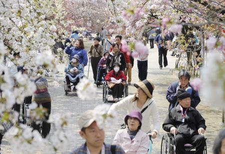 桜の通り抜け一足早く 大阪、造幣局で高齢者ら
