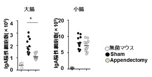 虫垂は無用の長物ではなく、IgA産生の制御に関与していた - 阪大が解明