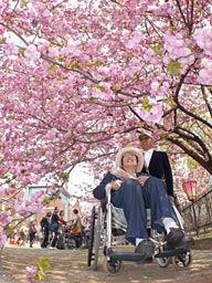 造幣局の“桜の通り抜け”始まる 大阪（大阪府）