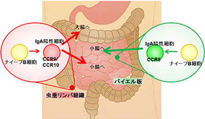 虫垂は無用の長物にあらず、免疫に重要