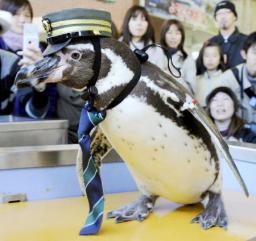 ペンギン:駅長の志摩ちゃん死ぬ 三重