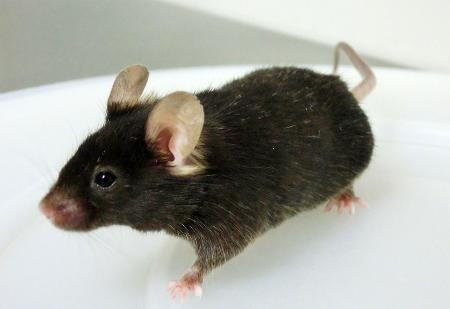 アルツハイマー病マウスを開発