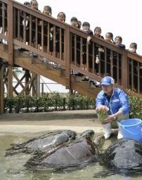 神奈川）ウミガメの浜辺オープン 新江ノ島水族館