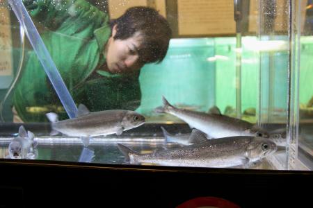 人工授精のクニマスが成魚に