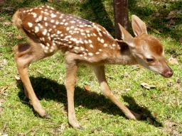 よちよち鹿ベビー 奈良公園 2014年05月12日