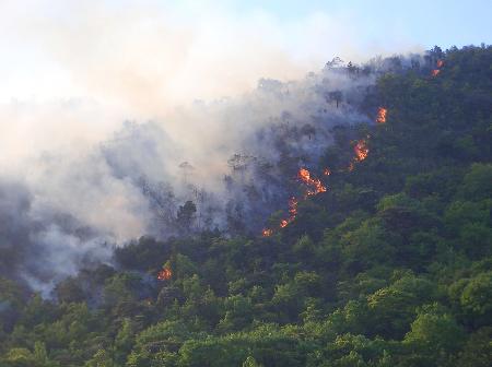 バーベキューの木炭を捨てた疑いで逮捕 兵庫の山林火災