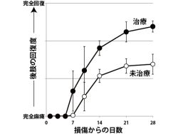 脊髄損傷ラットの神経細胞２０倍増 京大など、症状改善