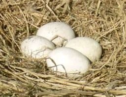 コウノトリの卵 今月下旬に「検卵」へ（福井県）