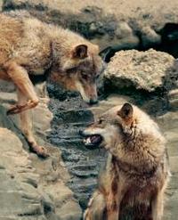 オオカミは視線で語る 「白目」でバッチリ