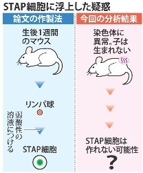 小保方氏を「極めて厳しい処分」に 理研改革委