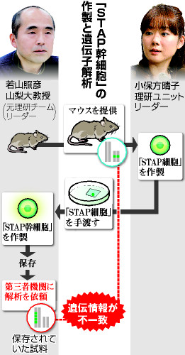 小保方氏、ＥＳ細胞混入に反論 「ＳＴＡＰ証明したい」