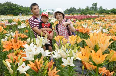 珍種のユリ９万本集合 とっとり花回廊