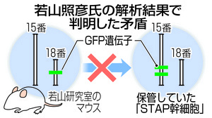 【ＳＴＡＰ細胞】若山氏の分析は「存在しない証拠」 小保方氏は再現に意欲