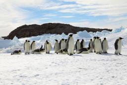 温暖化でペンギン２割減 今世紀末、絶滅危惧種に