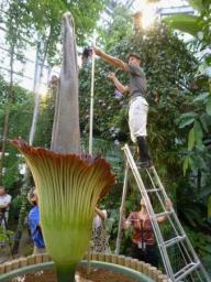 世界最大の「花」ショクダイオオコンニャク開花 つくば