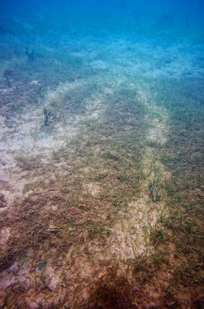 ジュゴン:沖縄・辺野古が餌場？ 環境ＮＧＯ、沿岸藻場に跡１１０カ所