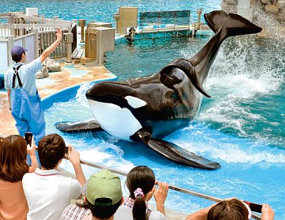 シャチ:ビンゴ死ぬ…飼育年数、国内最長 名古屋港水族館