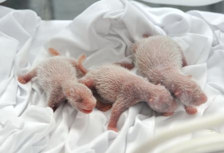 ２週間生きて…「奇跡だ」三つ子パンダ誕生 2014年08月13日 08時50分
