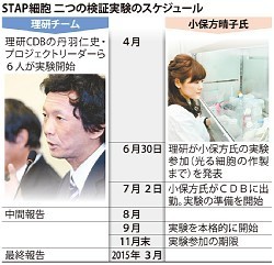 万能細胞:ＳＴＡＰ論文問題 理研検証実験、ＳＴＡＰ細胞できず 論文方法を再現−−中間報告