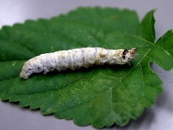 カイコ:クモ遺伝子組み込み…生糸の１．５倍強い糸誕生