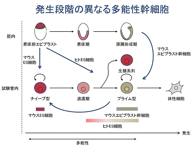 ヒト多能性幹細胞の一層の初期化成功