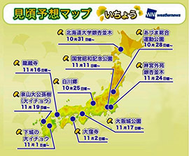 鮮やかな紅葉、期待大 ウェザーニューズ予想
