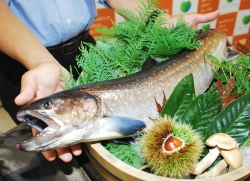 「大イワナ」新県産ブランド魚 24日に稚魚の出荷開始