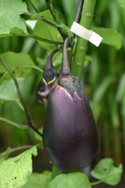 ナス:全ゲノム解読 野菜茶業研、世界初成功 病気に強い新品種期待 /三重