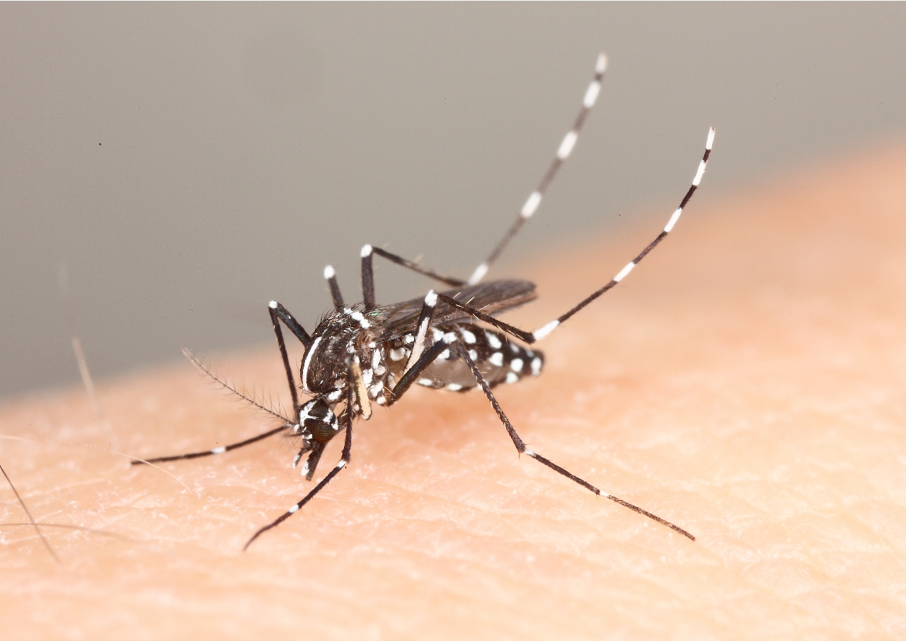 代々木公園と別遺伝子 デング熱 静岡の２０代男性検出