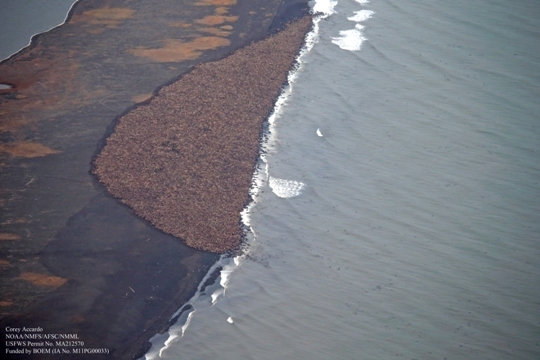 セイウチ３万５千頭、海岸埋め尽くす 米アラスカ