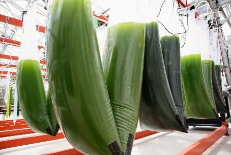 生態系保全で途上国への支援目標決まる ＣＯＰ１２閉幕