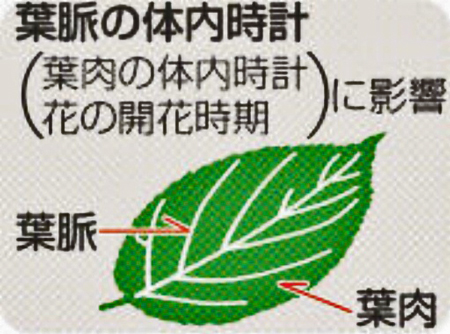 葉脈の体内時計、開花に影響 京大発見、収穫時期調節に道