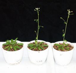 植物にも体内時計！ 葉脈が開花コントロール 京大グループが解明