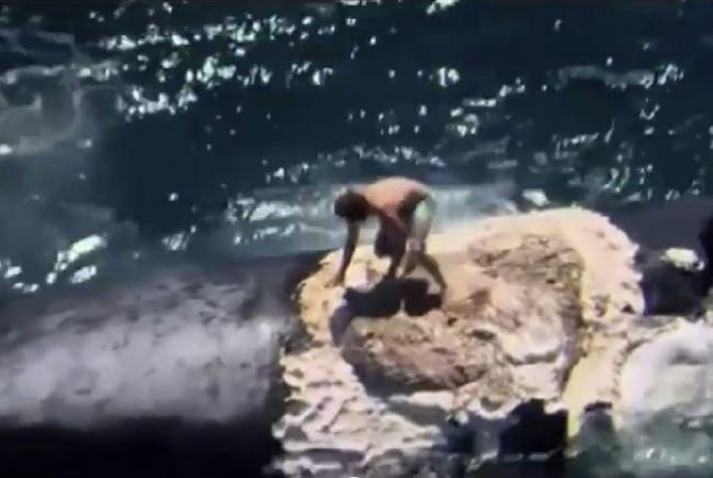 危うくジョーズの餌食に…クジラの死骸に乗った男性「僕はバカだった」