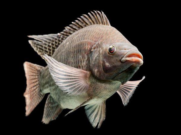 ティラピア、尿でメスを誘う