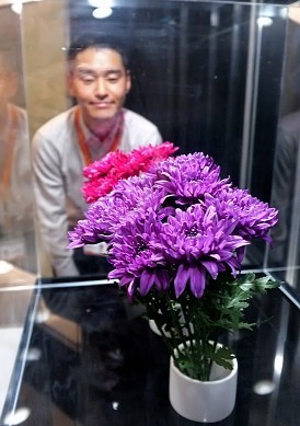 青いキク:筑波実験植物園で初公開 遺伝子組み換えて誕生