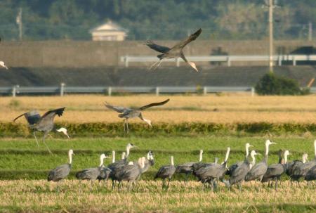 衰弱のツルから鳥インフル検出 鹿児島・出水