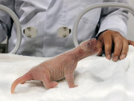 双子のパンダ誕生=自然交配で4度目出産—和歌山