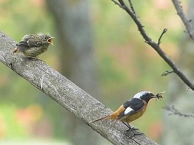 ジョウビタキ:長野で繁殖、定着 冬の渡り鳥