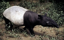 君の名は？:マレーバク 夢も鉄も食べません