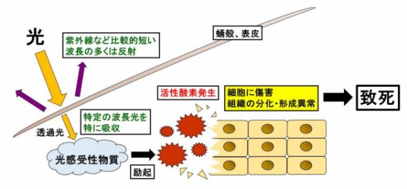 可視領域の青色光に殺虫効果