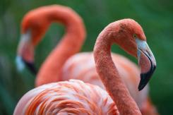 鳥類進化解明に前進、大規模ゲノム解析で驚きの発見相次ぐ