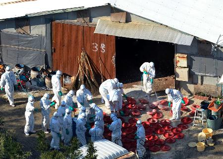 山口の鳥インフル、高病原性…今季３件目 2014年12月30日 01時31分