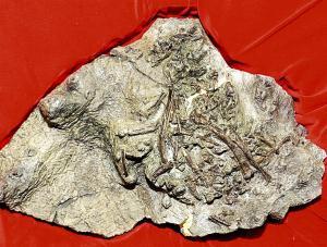 国内最古？原始鳥類の全身骨格化石を発見…福井 2015年01月05日 15時01分