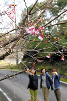 ヒカンザクラ開花宣言 龍郷町 2015年01月09日