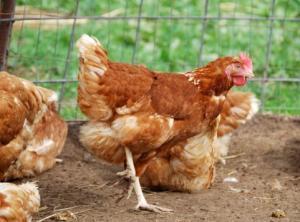 台湾中南部で鳥インフルエンザＨ５Ｎ８型初確認される