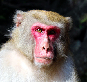 サル山一の「イケメン」決まる 大分・高崎山自然動物園