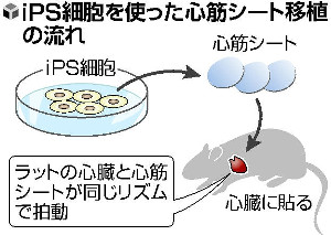 ｉＰＳ心筋、正常に拍動…再生療法実現へ一歩 2015年01月27日 20時35分