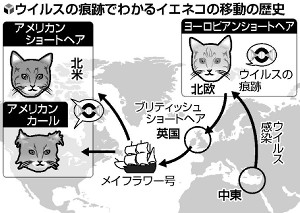 中東から世界へ、「イエネコ」１万年の旅 2015年02月03日 18時29分