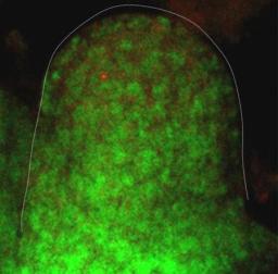 花咲かすホルモンに遺伝子守る働き 2015年02月11日